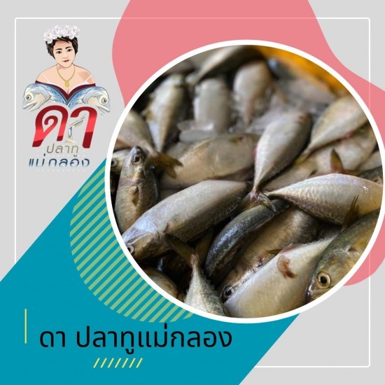 ขายปลาทูราคาถูก ขายปลาทูราคาถูก 
