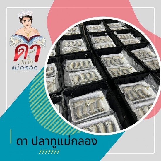 ขายส่งปลาทูแม่กลอง - ดาปลาทูแม่กลอง - โรงงานนึ่งปลาทู