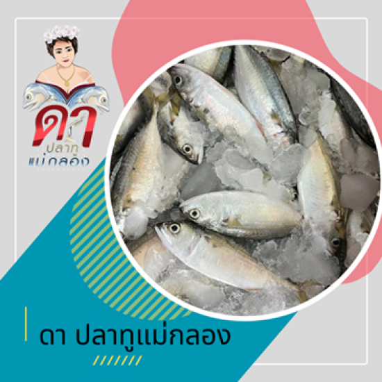 ปลาทูนึ่ง ขายราคาส่ง - ขายส่งปลาทูแม่กลอง - ดาปลาทูแม่กลอง