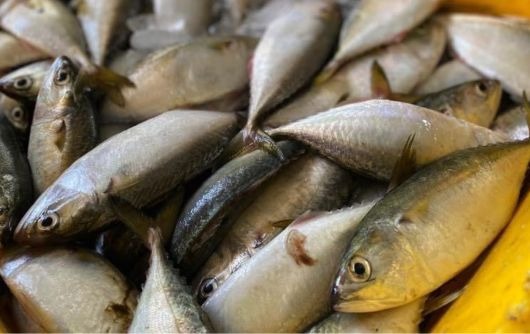 ปลาทูนึ่ง สด สะอาด